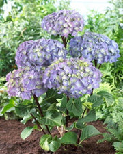 - Hydrangea macrophylla ‘Onyx Peacock’ Black Stem Hydrangea - Mr Maple │ Buy Japanese Maple Trees