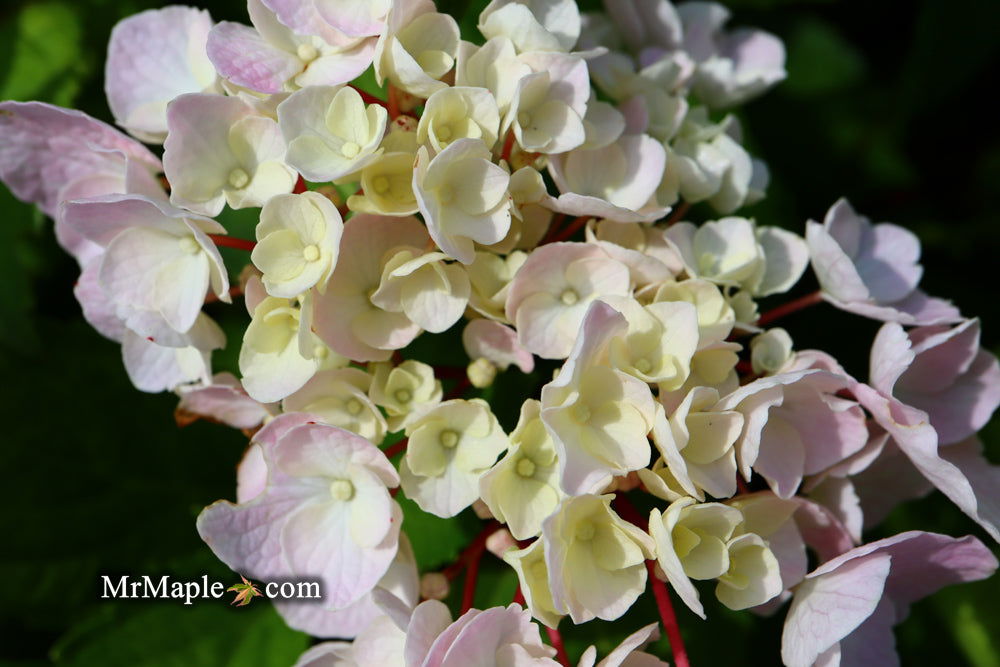 Buy Hydrangea macrophylla 'Onyx Peacock' Black Stem Hydrangea — Mr