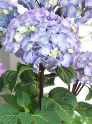 - Hydrangea macrophylla ‘Onyx Peacock’ Black Stem Hydrangea - Mr Maple │ Buy Japanese Maple Trees