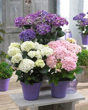 - Hydrangea macrophylla ‘Onyx Peacock’ Black Stem Hydrangea - Mr Maple │ Buy Japanese Maple Trees