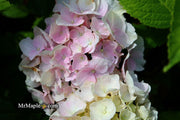 - Hydrangea macrophylla ‘Onyx Peacock’ Black Stem Hydrangea - Mr Maple │ Buy Japanese Maple Trees