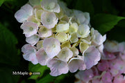 - Hydrangea macrophylla ‘Onyx Peacock’ Black Stem Hydrangea - Mr Maple │ Buy Japanese Maple Trees