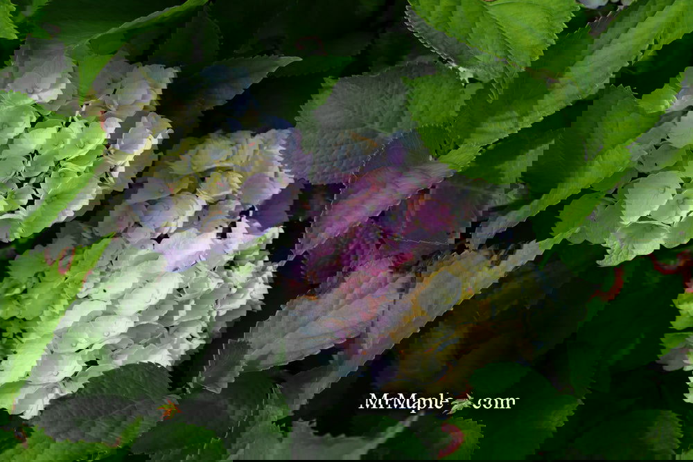 Buy Hydrangea macrophylla 'Onyx Peacock' Black Stem Hydrangea — Mr