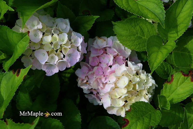 - Hydrangea macrophylla ‘Onyx Peacock’ Black Stem Hydrangea - Mr Maple │ Buy Japanese Maple Trees