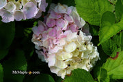 - Hydrangea macrophylla ‘Onyx Peacock’ Black Stem Hydrangea - Mr Maple │ Buy Japanese Maple Trees