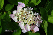 - Hydrangea macrophylla ‘Onyx Peacock’ Black Stem Hydrangea - Mr Maple │ Buy Japanese Maple Trees