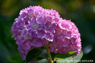 - Hydrangea macrophylla 'Penny Mac’ Hydrangea - Mr Maple │ Buy Japanese Maple Trees