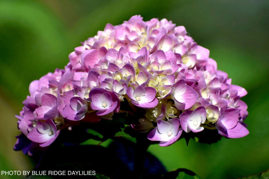 Maple Hydrangea Buy Hydrangea macrophylla 'Penny Mac' Hydrangea Mulitcolor Bloom ...