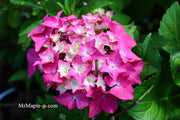 - Hydrangea macrophylla 'Pia’ Dwarf Hydrangea - Mr Maple │ Buy Japanese Maple Trees