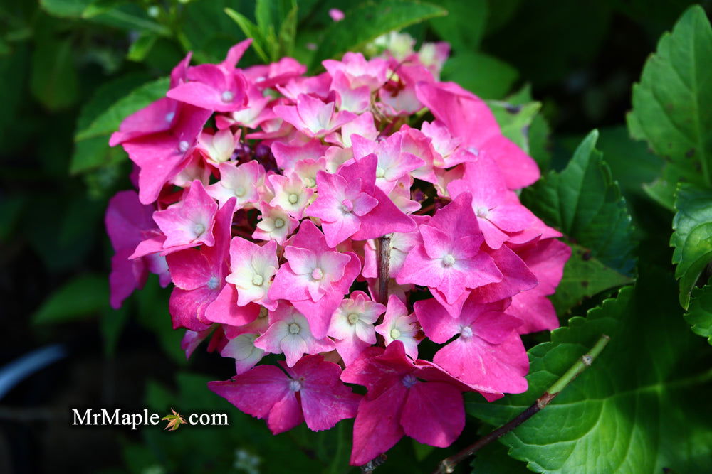 Maple Hydrangea Buy Hydrangea macrophylla ''Pia' Dwarf Pink Hydrangea — Mr Maple │ Buy ...