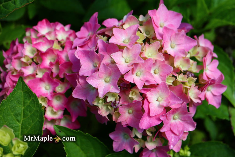 Maple Hydrangea Buy Hydrangea macrophylla ''Pia' Dwarf Pink Hydrangea — Mr Maple │ Buy ...