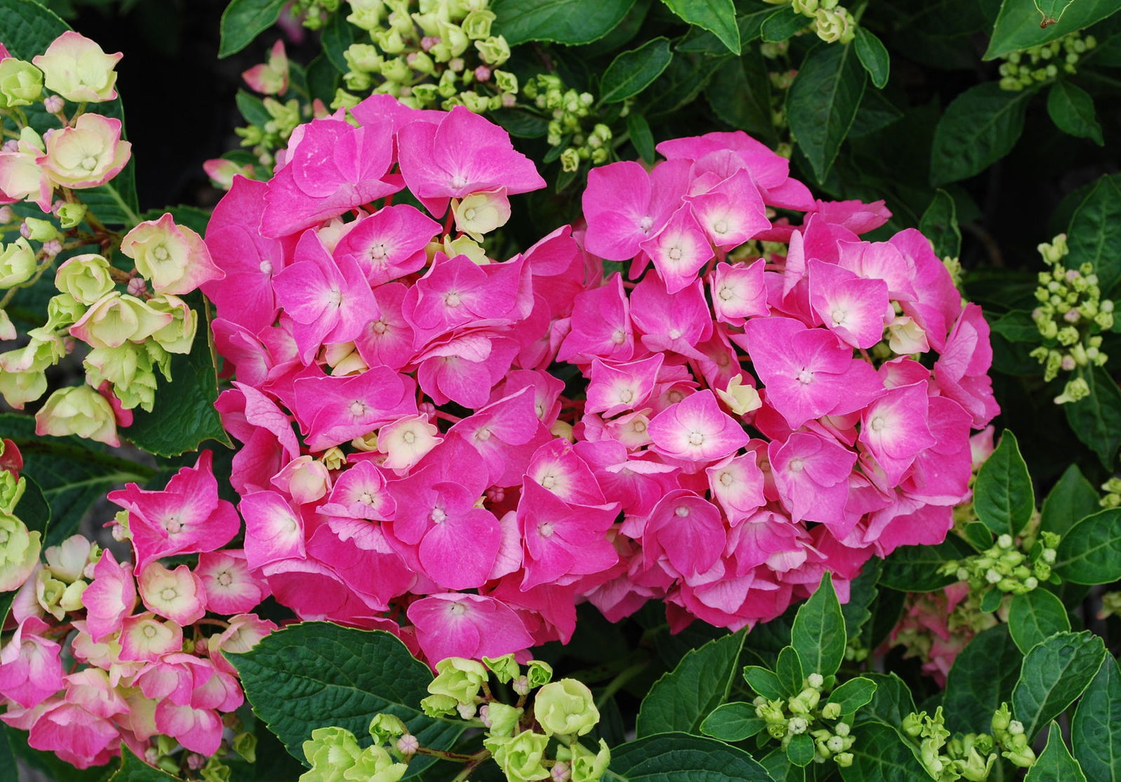 Buy Hydrangea macrophylla ''Pia' Dwarf Pink Hydrangea — Mr Maple │ Buy ...
