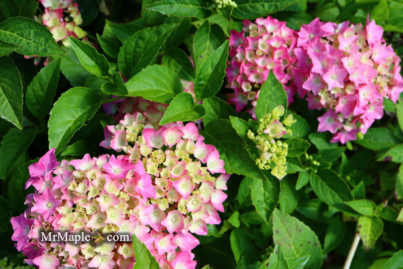 - Hydrangea macrophylla 'Pia’ Dwarf Hydrangea - Mr Maple │ Buy Japanese Maple Trees