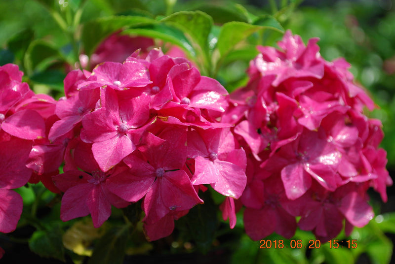 - Hydrangea macrophylla 'Pia’ Dwarf Hydrangea - Mr Maple │ Buy Japanese Maple Trees