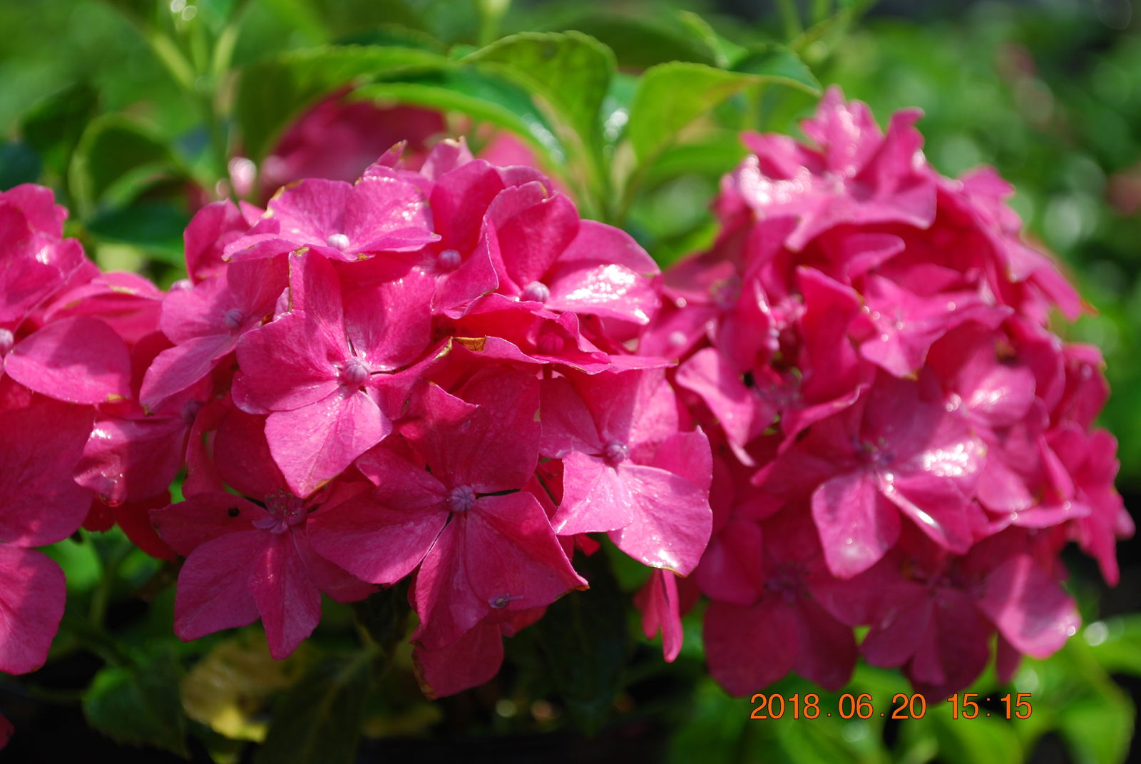 Maple Hydrangea Buy Hydrangea macrophylla ''Pia' Dwarf Pink Hydrangea — Mr Maple │ Buy ...