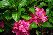 - Hydrangea macrophylla 'Pia’ Dwarf Hydrangea - Mr Maple │ Buy Japanese Maple Trees