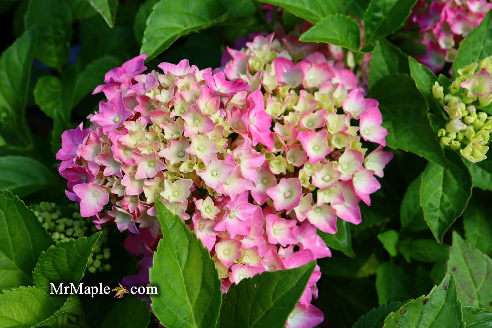 Hydrangea Pia Buy Hydrangea macrophylla ''Pia' Dwarf Pink Hydrangea — Mr Maple │ Buy ...