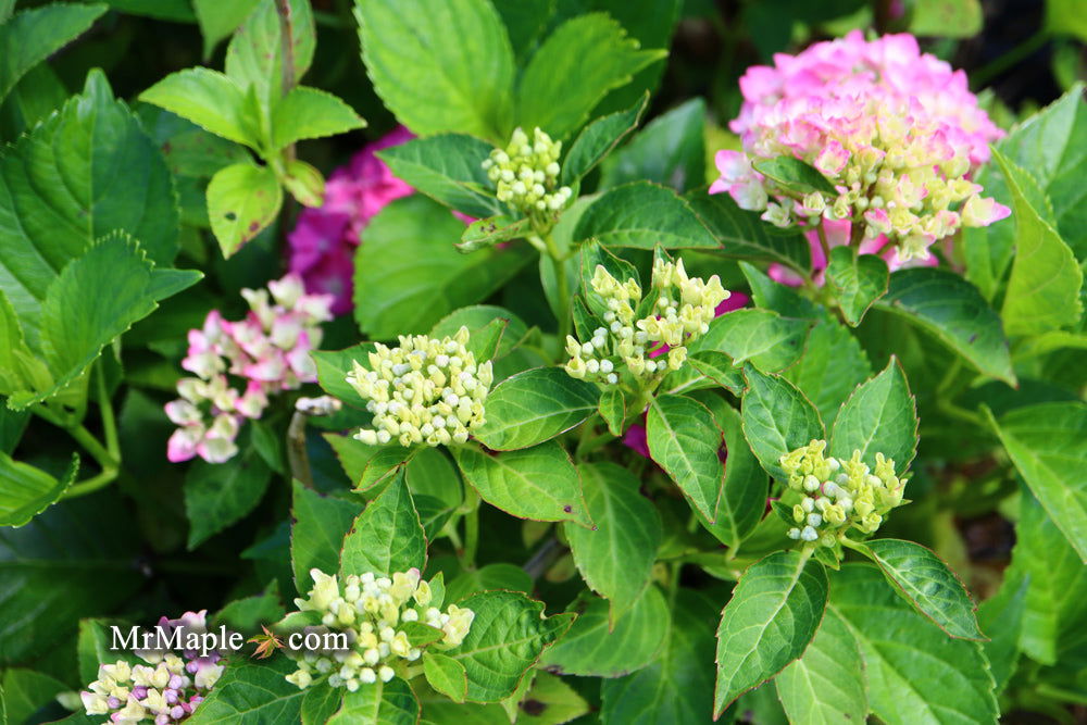 Hydrangea Pia Buy Hydrangea macrophylla ''Pia' Dwarf Pink Hydrangea — Mr Maple │ Buy ...