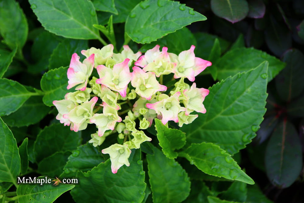 Hydrangea Pia Buy Hydrangea macrophylla ''Pia' Dwarf Pink Hydrangea — Mr Maple │ Buy ...
