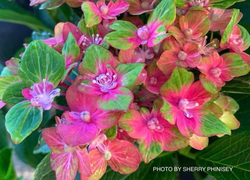 - Hydrangea macrophylla 'Pistachio’ Hydrangea - Mr Maple │ Buy Japanese Maple Trees