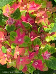 - Hydrangea macrophylla 'Pistachio’ Hydrangea - Mr Maple │ Buy Japanese Maple Trees