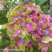 - Hydrangea macrophylla 'Pistachio’ Hydrangea - Mr Maple │ Buy Japanese Maple Trees