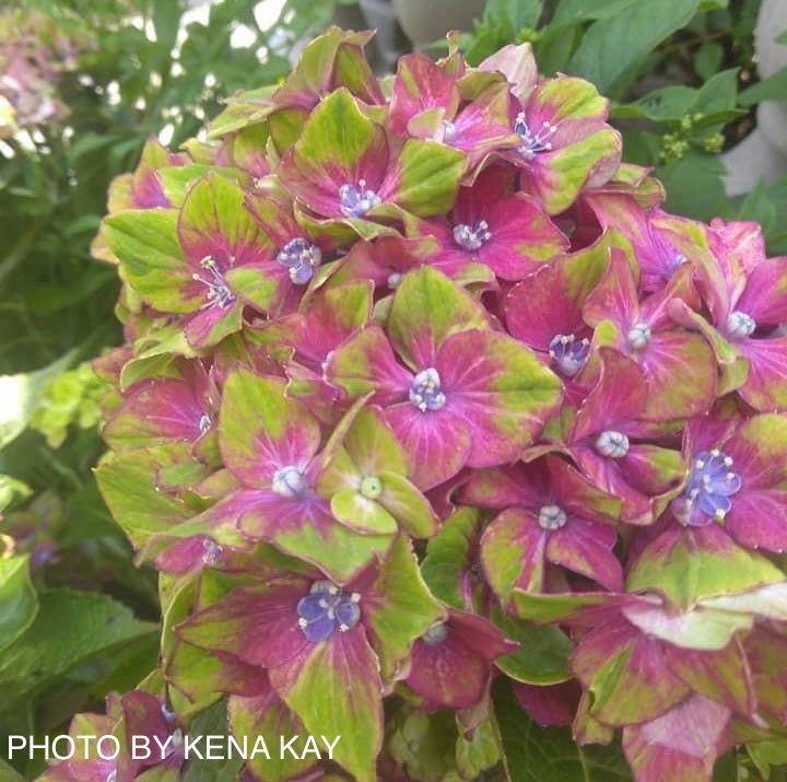 - Hydrangea macrophylla 'Pistachio’ Hydrangea - Mr Maple │ Buy Japanese Maple Trees