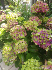 - Hydrangea macrophylla 'Pistachio’ Hydrangea - Mr Maple │ Buy Japanese Maple Trees