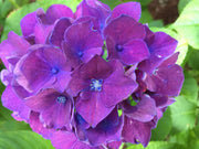 - Hydrangea macrophylla 'Purple Bayou’ Purple Bloom Hydrangea - Mr Maple │ Buy Japanese Maple Trees