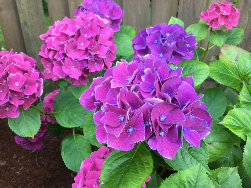 - Hydrangea macrophylla 'Purple Bayou’ Purple Bloom Hydrangea - Mr Maple │ Buy Japanese Maple Trees