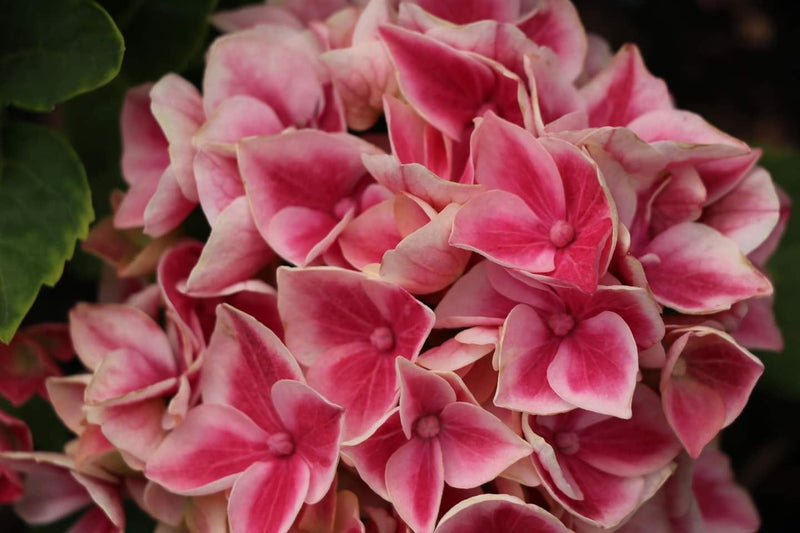 - Hydrangea macrophylla 'Purple Bayou’ Purple Bloom Hydrangea - Mr Maple │ Buy Japanese Maple Trees