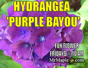 - Hydrangea macrophylla 'Purple Bayou’ Purple Bloom Hydrangea - Mr Maple │ Buy Japanese Maple Trees