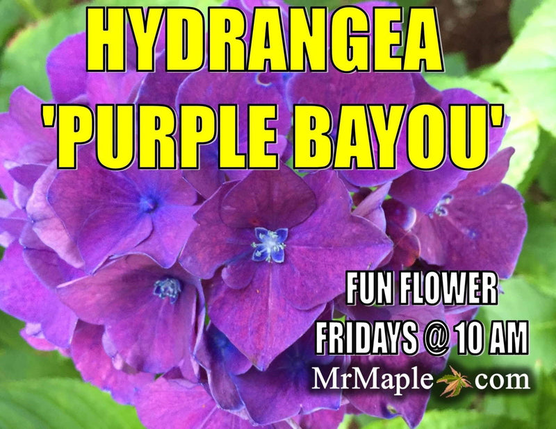 - Hydrangea macrophylla 'Purple Bayou’ Purple Bloom Hydrangea - Mr Maple │ Buy Japanese Maple Trees