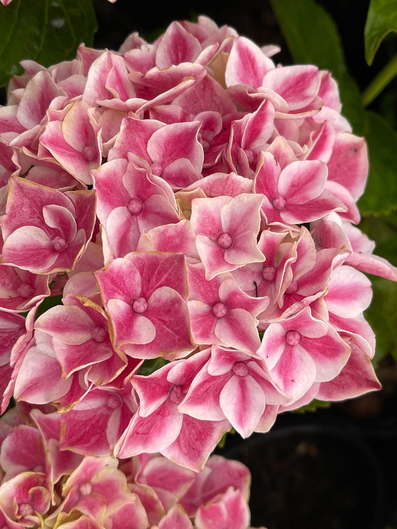 - Hydrangea macrophylla 'Purple Bayou’ Purple Bloom Hydrangea - Mr Maple │ Buy Japanese Maple Trees