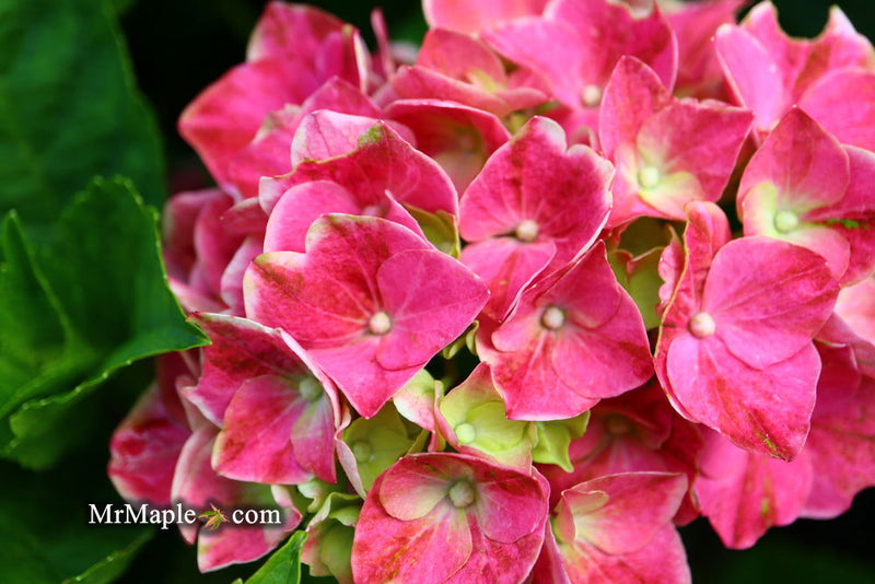 - Hydrangea macrophylla 'Purple Bayou’ Purple Bloom Hydrangea - Mr Maple │ Buy Japanese Maple Trees