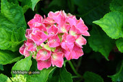- Hydrangea macrophylla 'Purple Bayou’ Purple Bloom Hydrangea - Mr Maple │ Buy Japanese Maple Trees