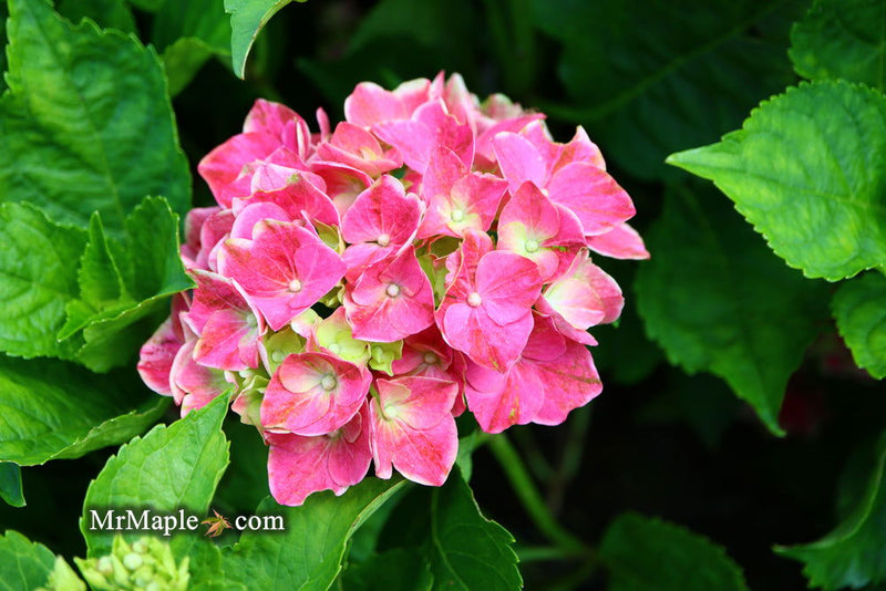 - Hydrangea macrophylla 'Purple Bayou’ Purple Bloom Hydrangea - Mr Maple │ Buy Japanese Maple Trees