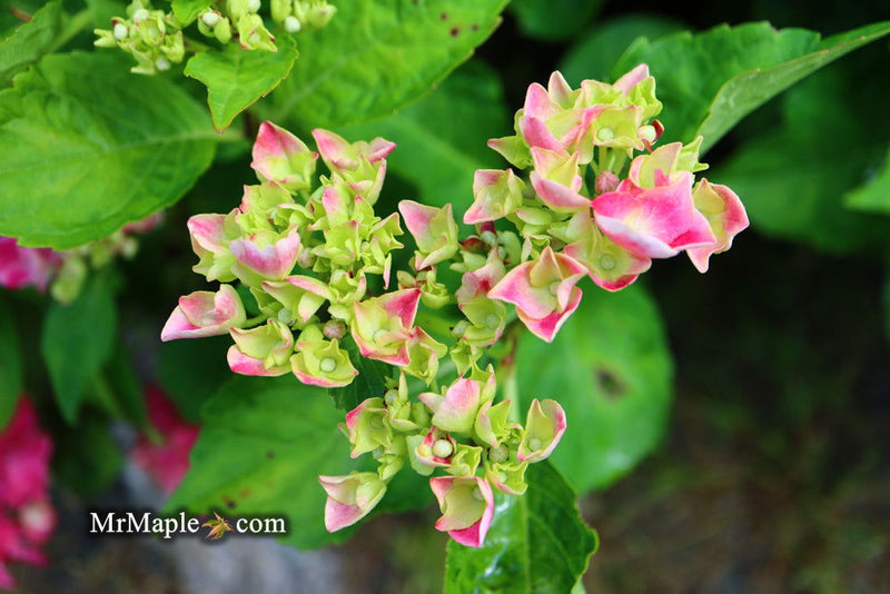 - Hydrangea macrophylla 'Purple Bayou’ Purple Bloom Hydrangea - Mr Maple │ Buy Japanese Maple Trees