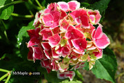 - Hydrangea macrophylla 'Purple Bayou’ Purple Bloom Hydrangea - Mr Maple │ Buy Japanese Maple Trees