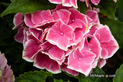 - Hydrangea macrophylla 'Purple Bayou’ Purple Bloom Hydrangea - Mr Maple │ Buy Japanese Maple Trees