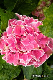 - Hydrangea macrophylla 'Purple Bayou’ Purple Bloom Hydrangea - Mr Maple │ Buy Japanese Maple Trees