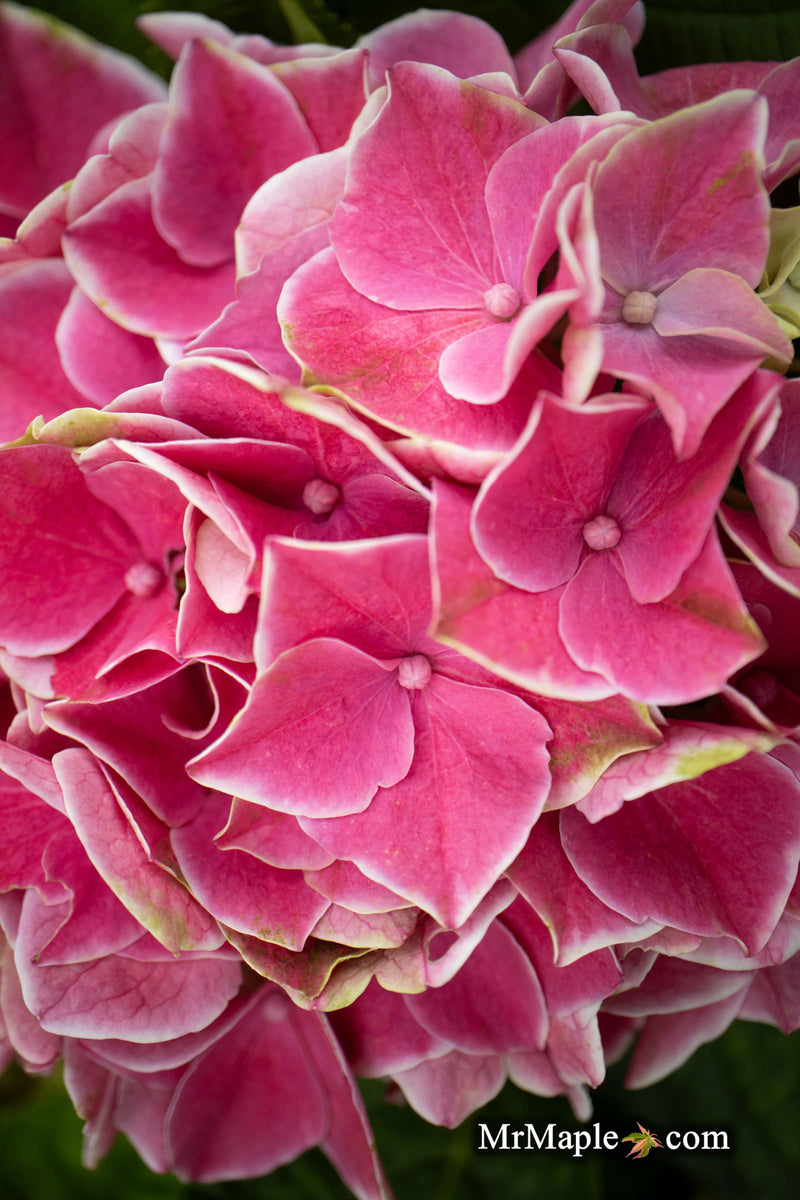 - Hydrangea macrophylla 'Purple Bayou’ Purple Bloom Hydrangea - Mr Maple │ Buy Japanese Maple Trees