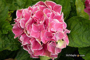 - Hydrangea macrophylla 'Purple Bayou’ Purple Bloom Hydrangea - Mr Maple │ Buy Japanese Maple Trees