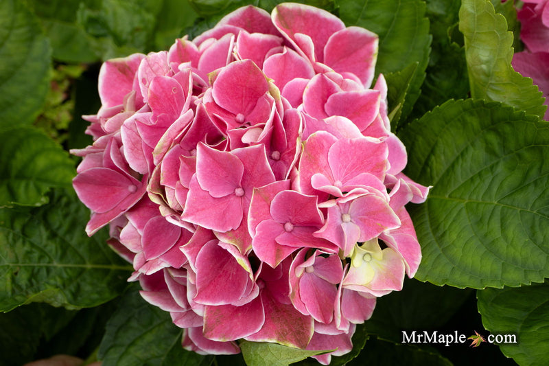 - Hydrangea macrophylla 'Purple Bayou’ Purple Bloom Hydrangea - Mr Maple │ Buy Japanese Maple Trees