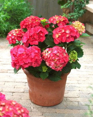 - Hydrangea macrophylla 'Red Sensation’ Hydrangea - Mr Maple │ Buy Japanese Maple Trees