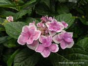 - Hydrangea macrophylla ‘Star Gazer’ Hydrangea - Mr Maple │ Buy Japanese Maple Trees