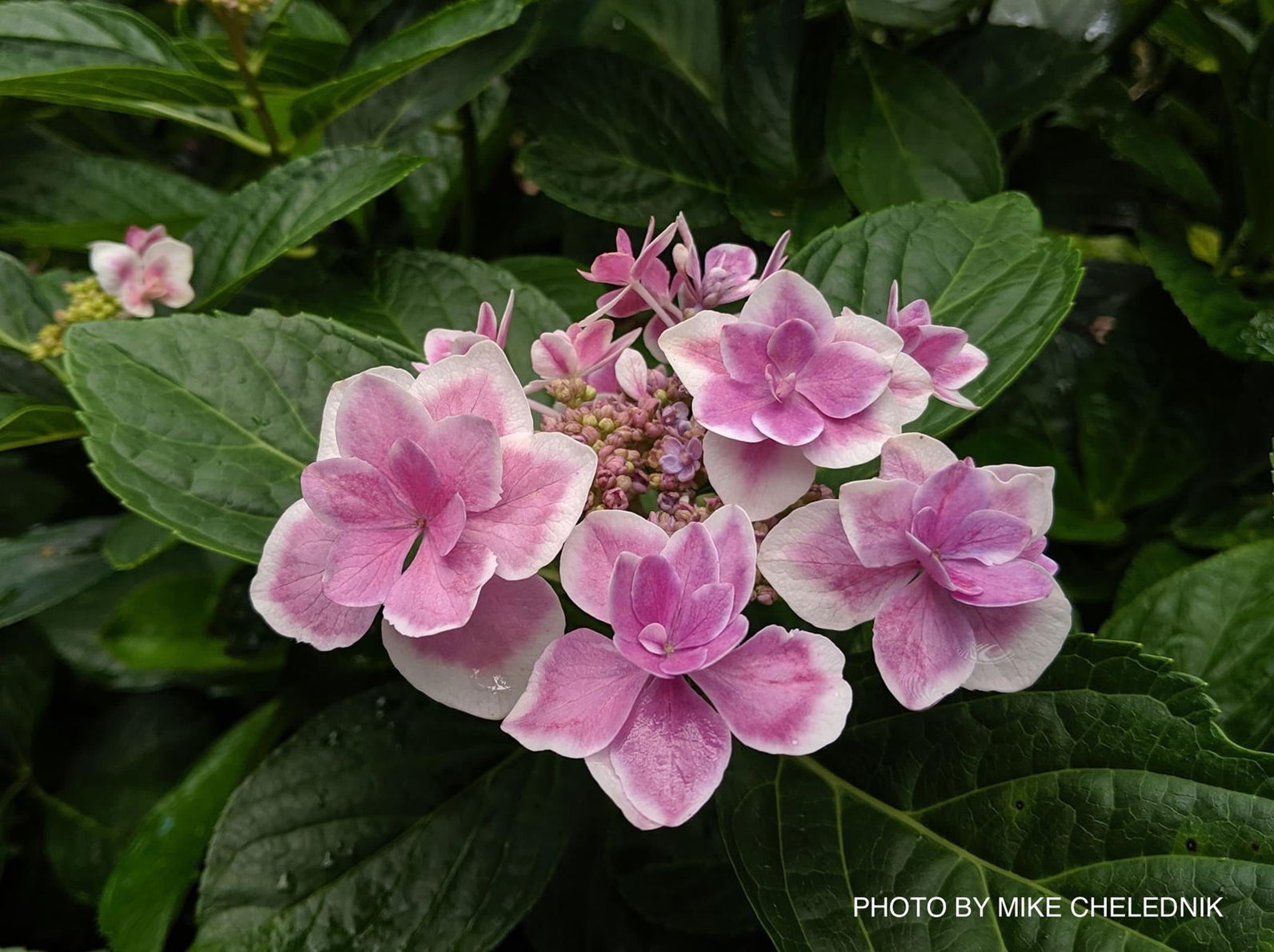 Buy Hydrangea macrophylla ‘Kompeito’ Star Gazer™ Hydrangea — Mr Maple ...