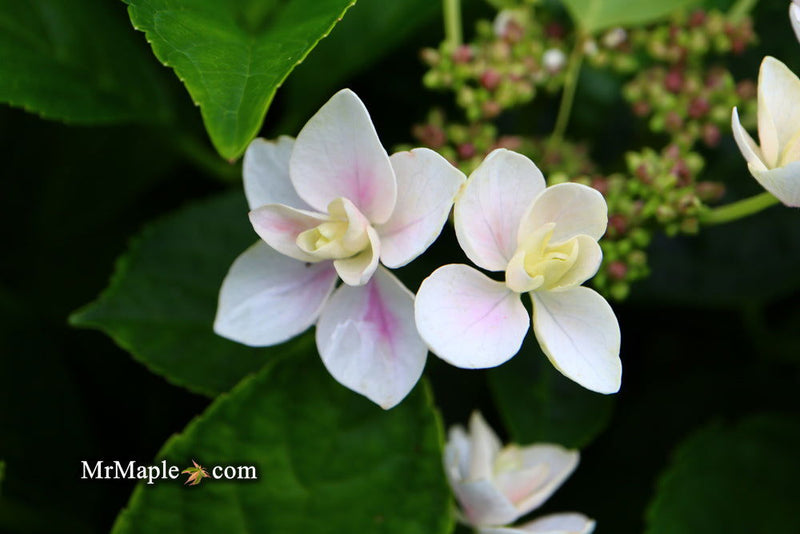 - Hydrangea macrophylla ‘Star Gazer’ Hydrangea - Mr Maple │ Buy Japanese Maple Trees