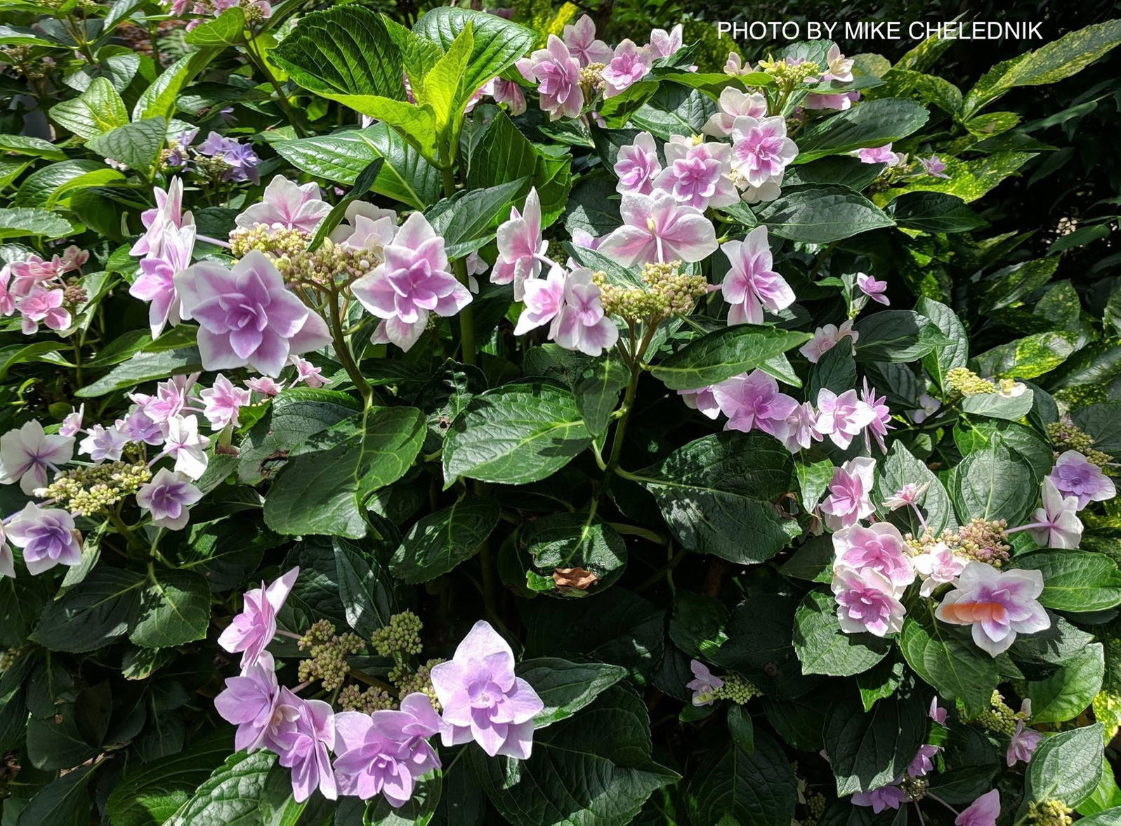 Buy Hydrangea macrophylla ‘Kompeito’ Star Gazer™ Hydrangea — Mr Maple ...