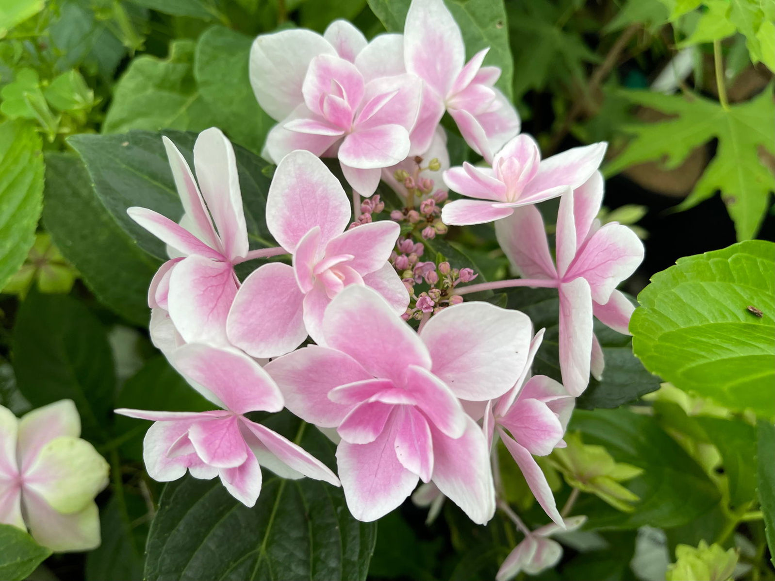 Maple Hydrangea Buy Hydrangea macrophylla ‘Kompeito’ Star Gazer™ Hydrangea — Mr Maple ...